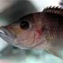 Image of Abactochromis labrosus