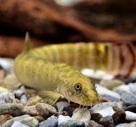Image of Aborichthys aborensis