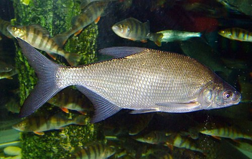 Image of Abramis brama