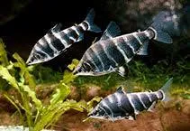 Image of Abramites hypselonotus