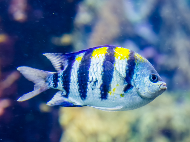 Image of Abudefduf vaigiensis