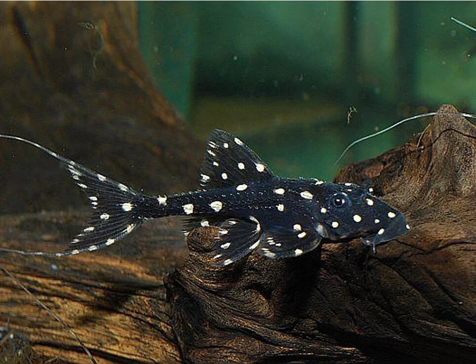 Image of Acanthicus adonis