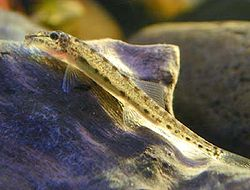 Image of Acanthopsis choirorhynchus