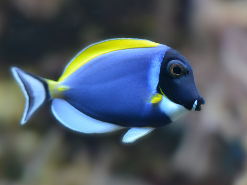 Acanthurus leucosternon