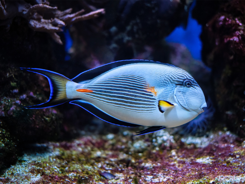 Image of Acanthurus sohal