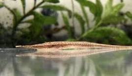 Image of Acestridium colombiense