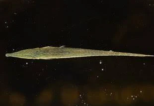 Image of Acestridium dichromum
