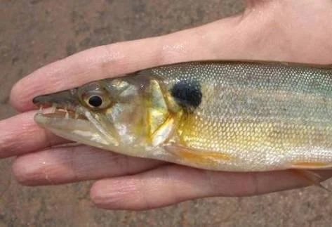 Image of Acestrorhynchus falcatus
