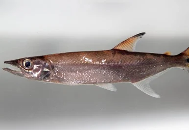 Image of Acestrorhynchus microlepis