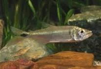 Image of Acestrorhynchus minimus
