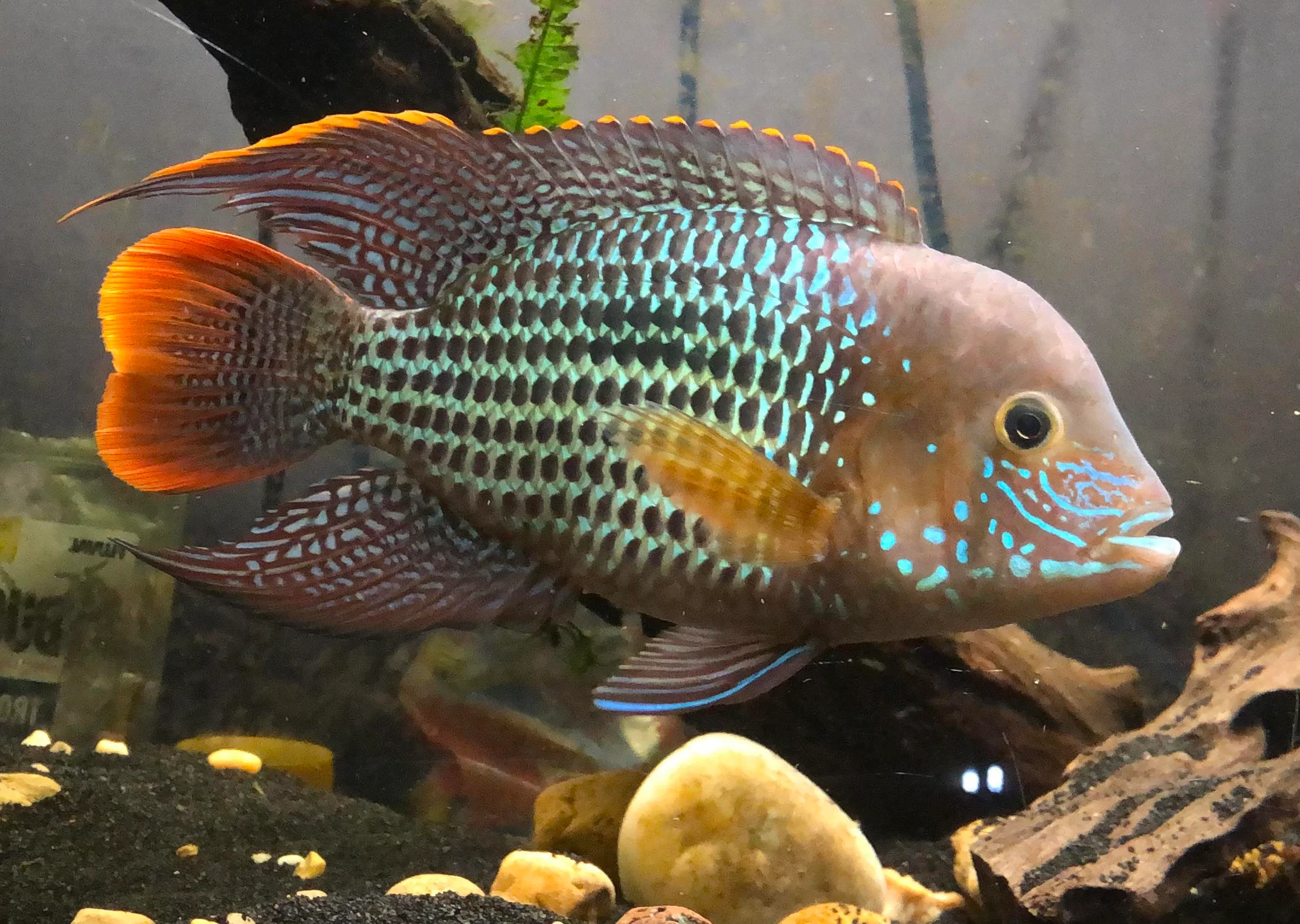 Image of Adinoacara rivulatus