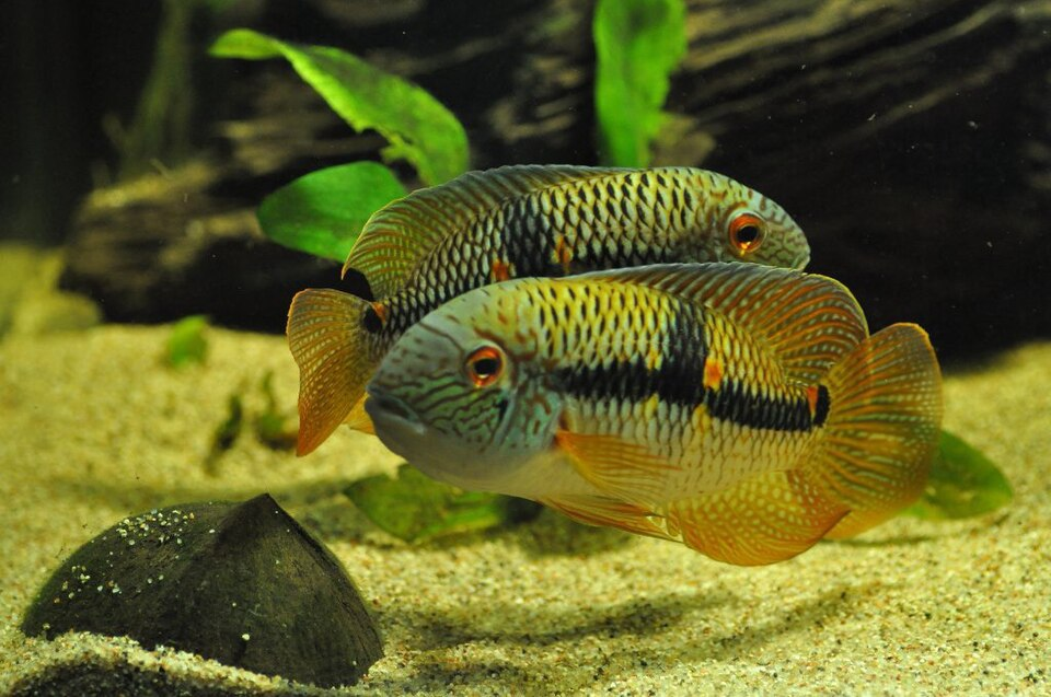 Image of Aequidens diadema