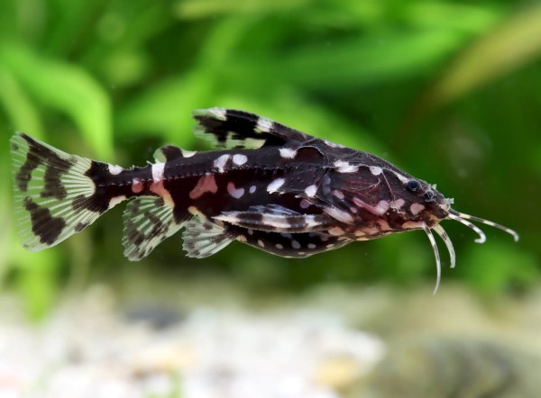 Image of Agamyxis pectinifrons