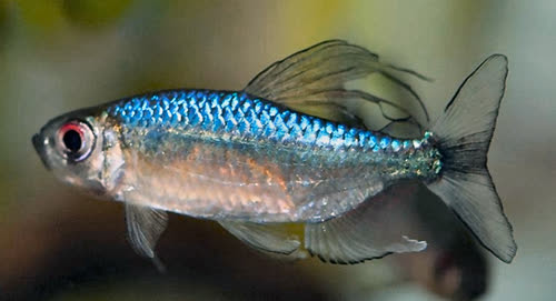 Image of Alestopetersius smykalai