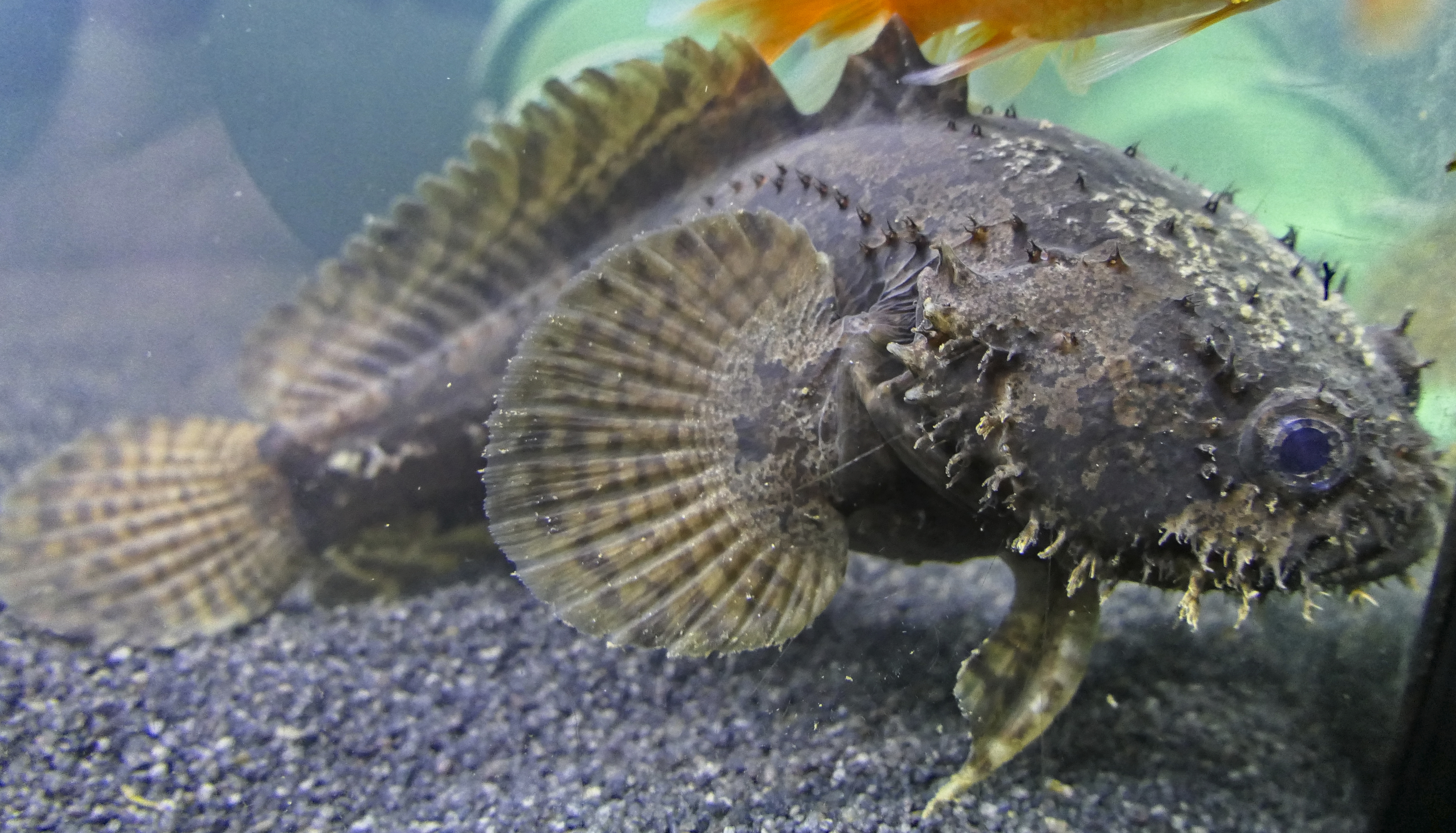 Image of Allenbatrachus grunniens