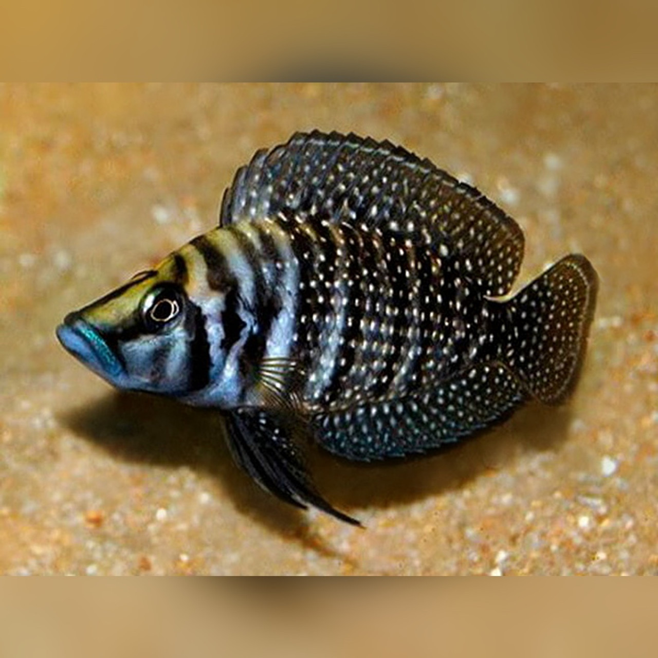 Image of Altolamprologus calvus