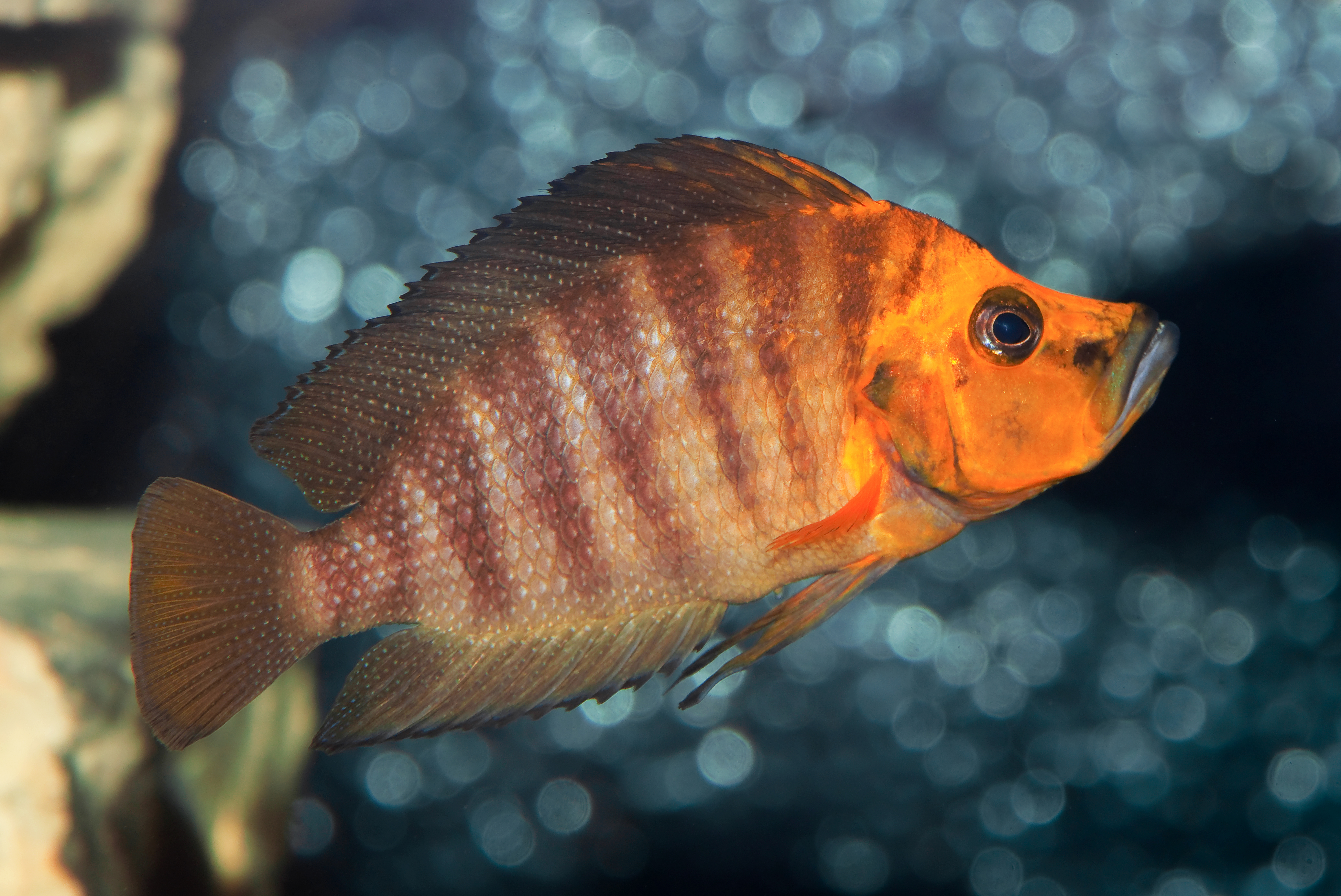 Image of Altolamprologus compressiceps