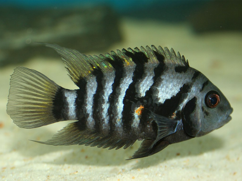 Image of Amatitlania nigrofasciata Image of Amatitlania nigrofasciata