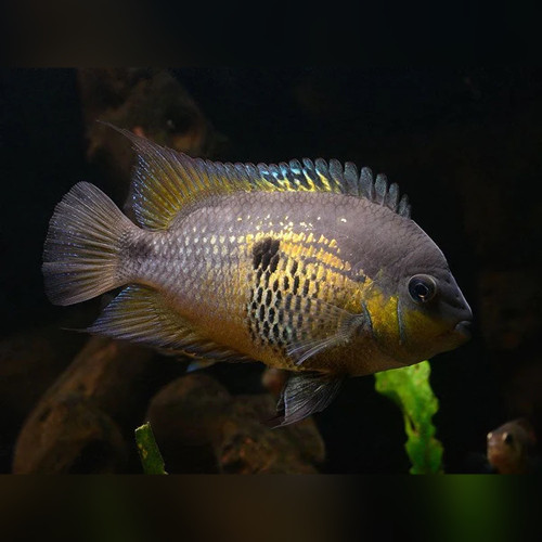 Image of Amatitlania nigrofasiata