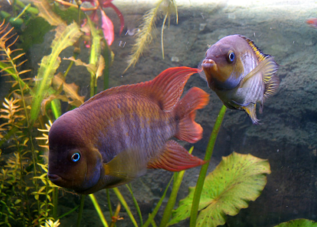 Image of Amatitlania sajica