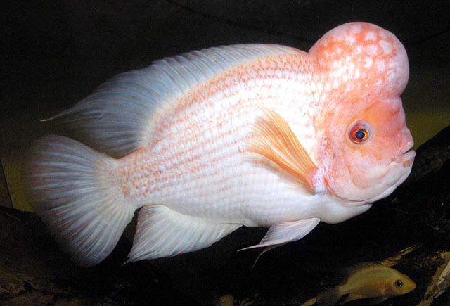 Image of Amphilophus citrinellus