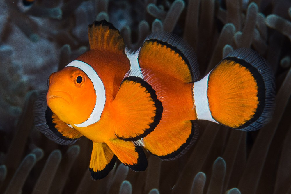 Nemo