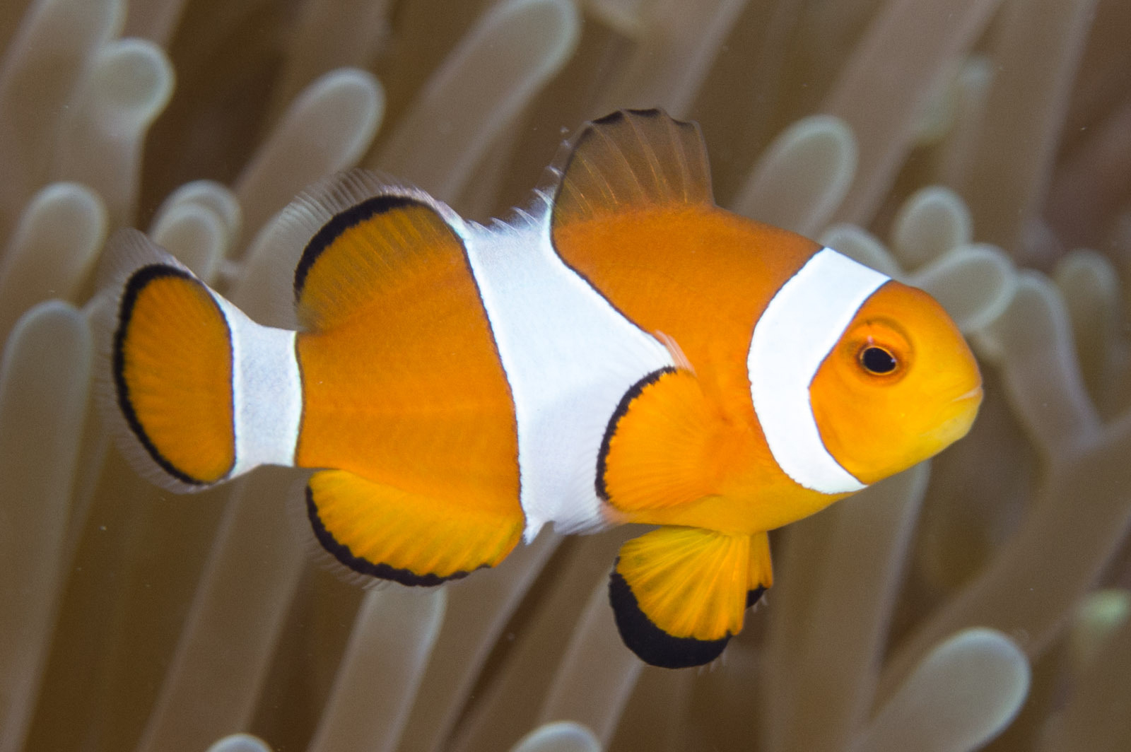 Image of Amphiprion ocellaris
