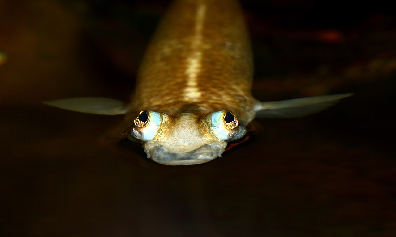 Image of Anableps anableps