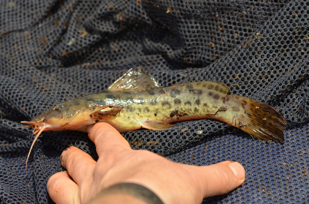 Image of Anaspidoglanis macrostomus