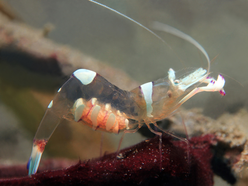 Magnificent Anemone Shrimp