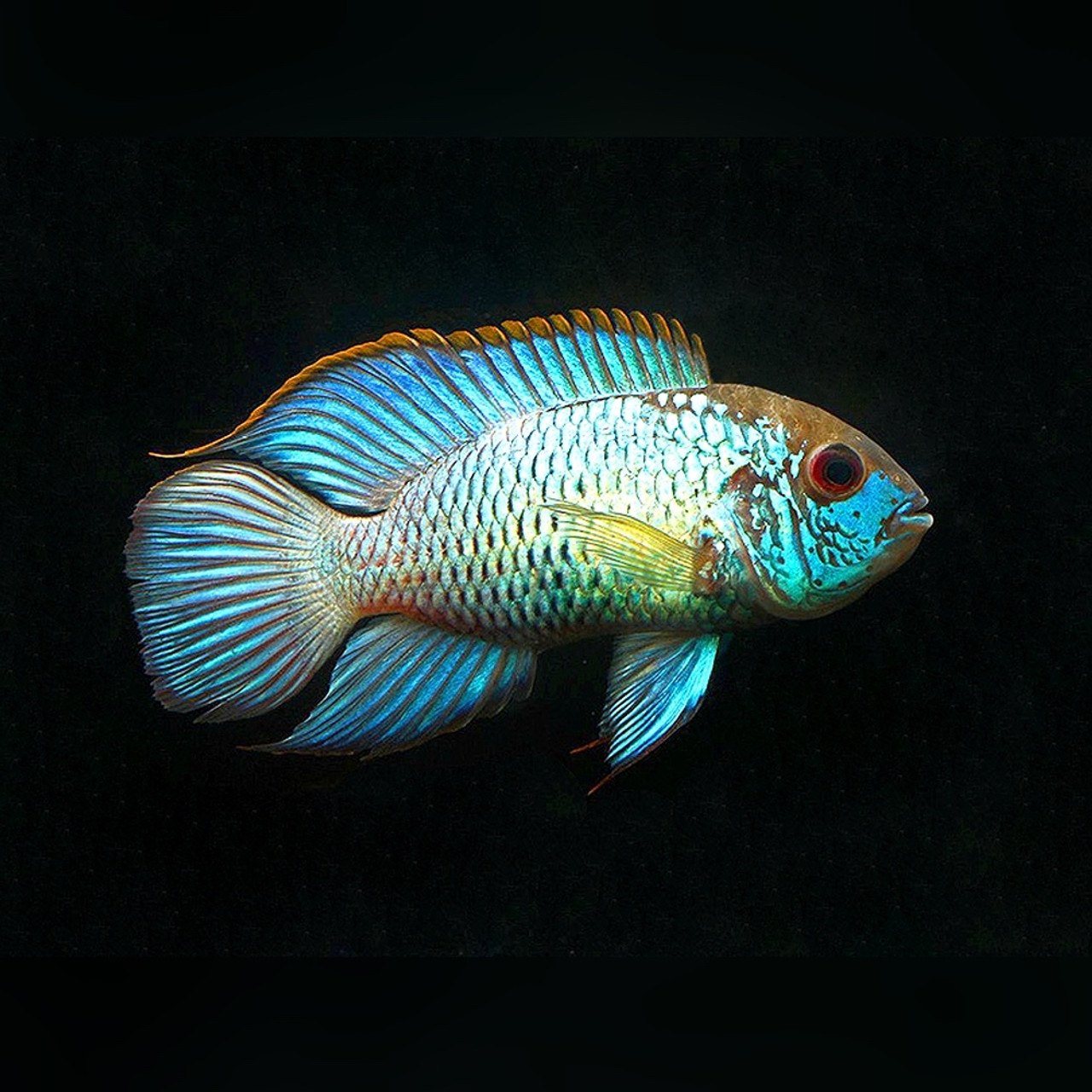 Image of Andinoacara pulcher