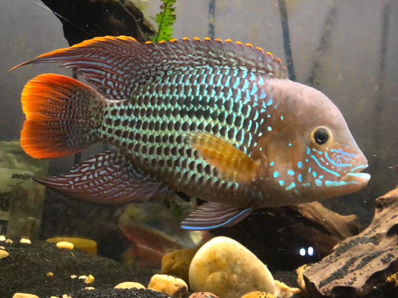 Image of Andinoacara rivulatus Image of Andinoacara rivulatus