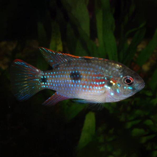 Image of Anomalochromis thomasi