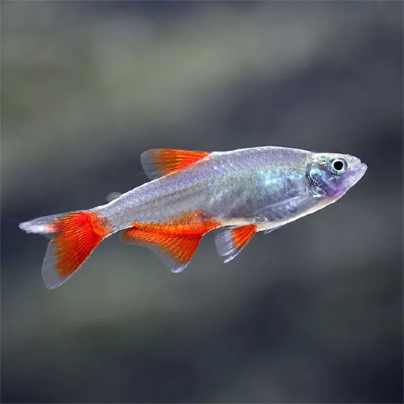Image of Aphyocharax anisitsi