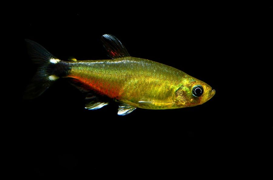 Image of Aphyocharax nattereri