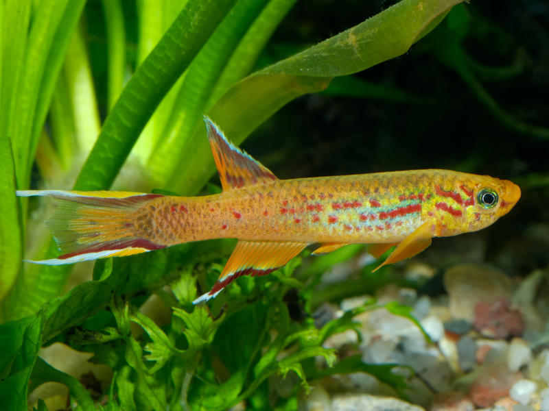 Image of Aphyosemion australe