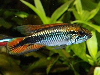 Image of Apistogramma agassizii
