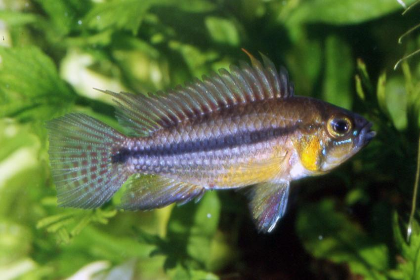 Image of Apistogramma allpahu