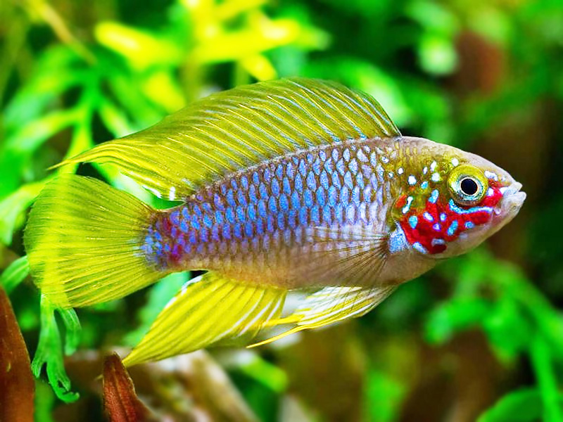 Image of Apistogramma borellii