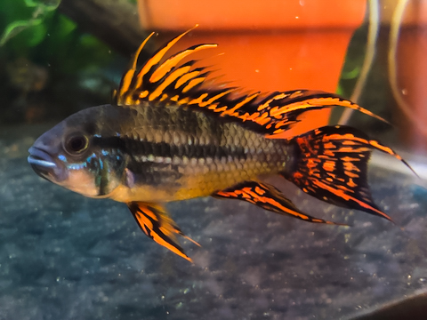 Image of Apistogramma cacatuoides