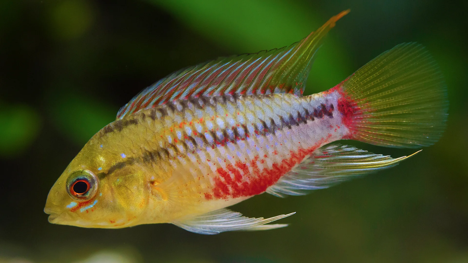 Image of Apistogramma hongsloi