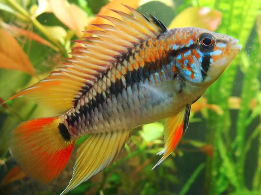 Image of Apistogramma viejita