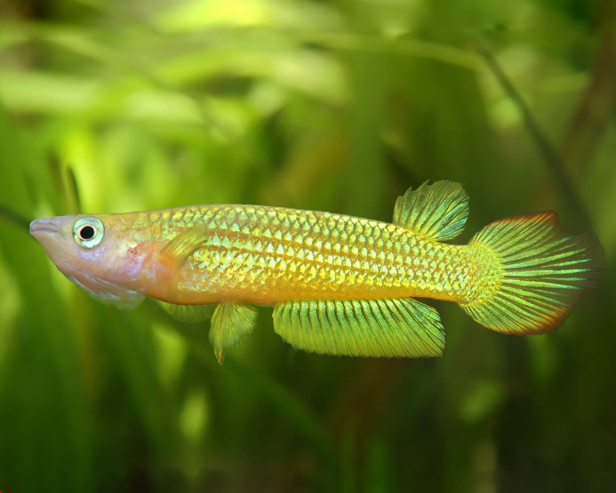 Image of Aplocheilus lineatus