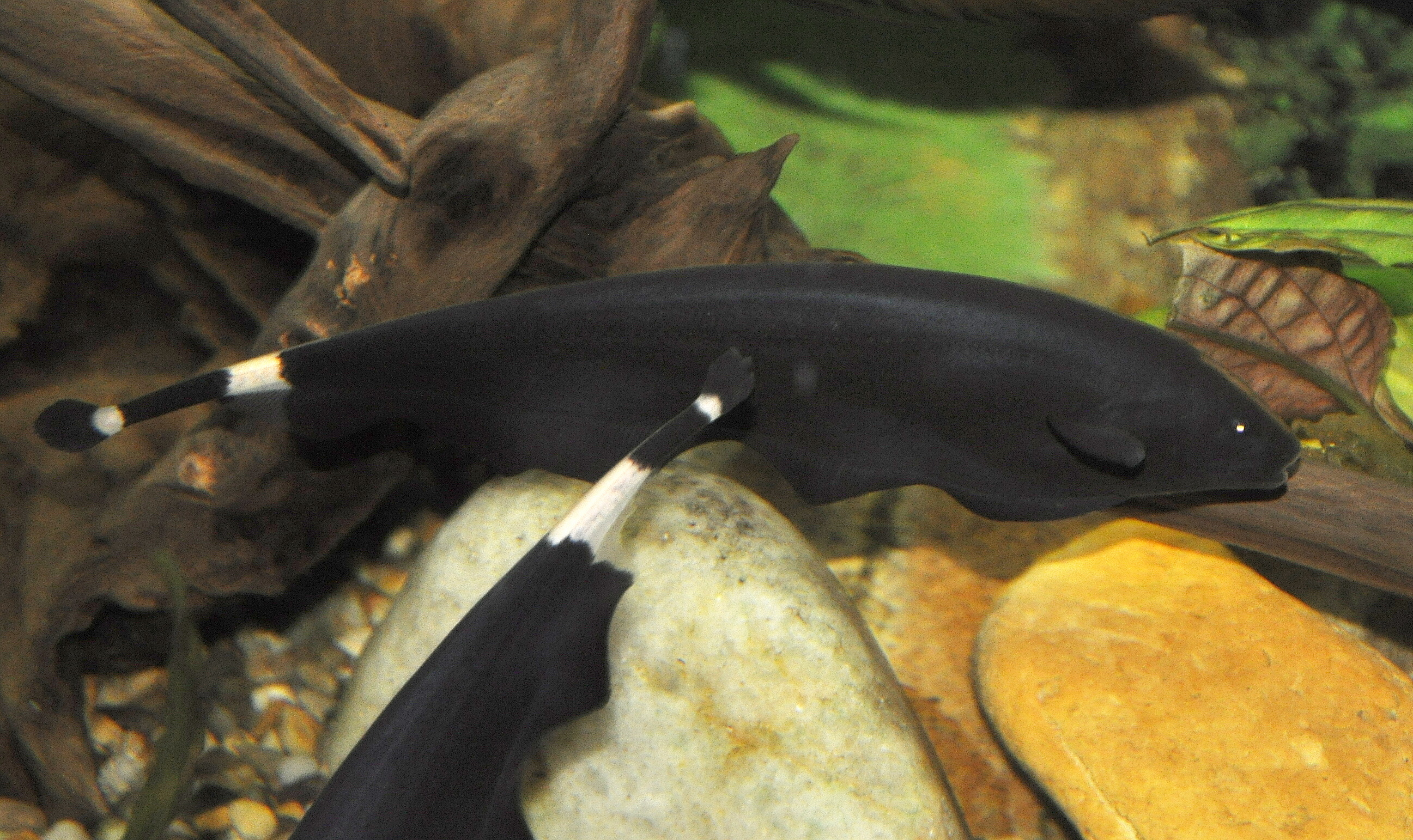 Image of Apteronotus albifrons