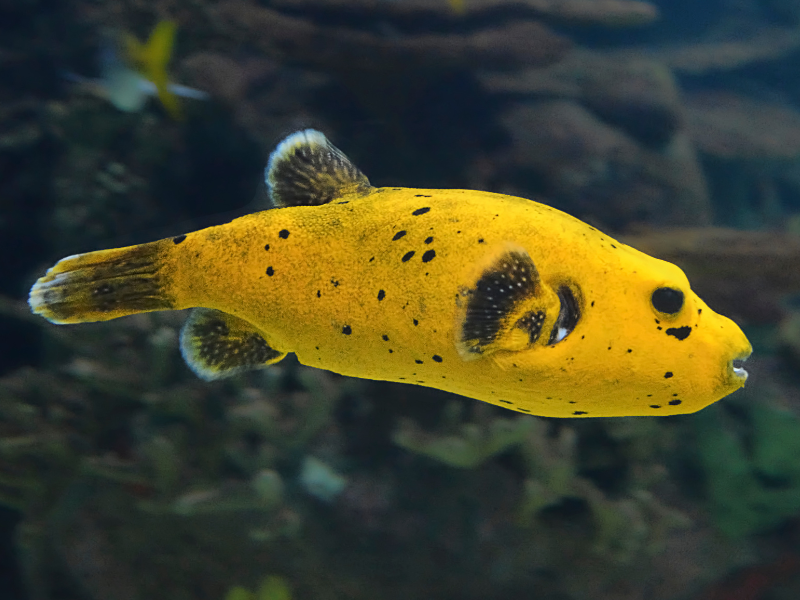 Image of Arothron meleagris