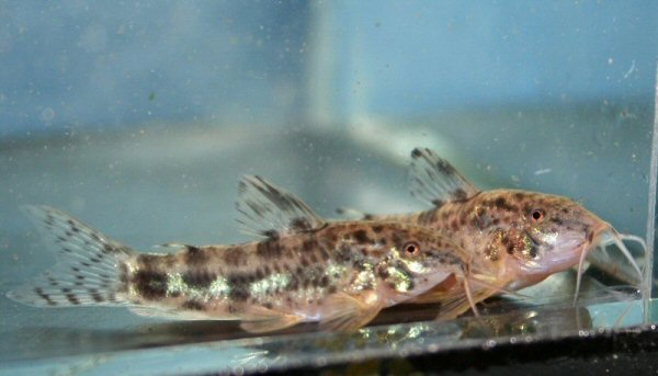 Image of Aspidoras rochai