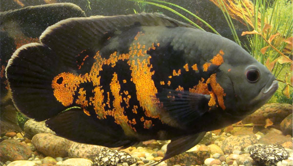 Image of Astronotus ocellatus