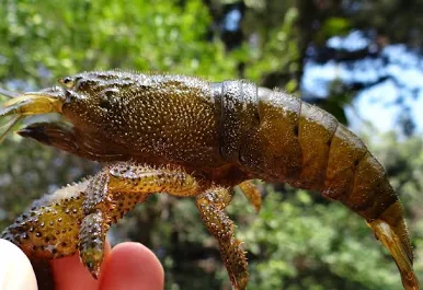 Image of Atya scabra