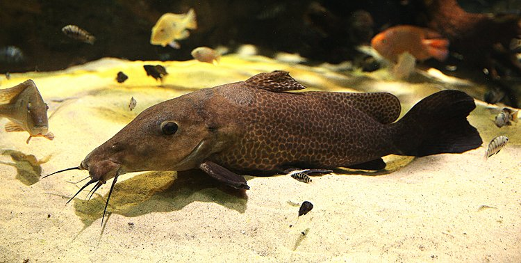 Image of Auchenoglanis occidentale