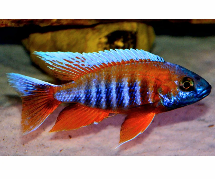 Image of Aulonocara jacobfreibergi